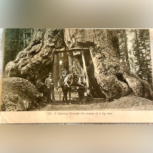 Driving Horse Drawn Carriage Through Redwood Tree Mariposa Grove RPPC Postcard - Picture 1 of 6